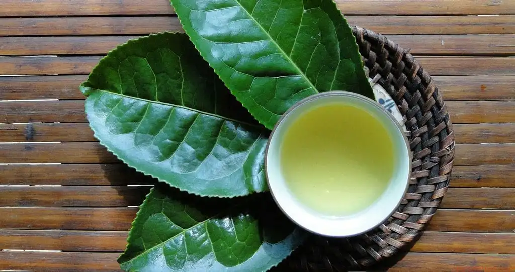 Tách trà xanh nóng với lá trà tươi