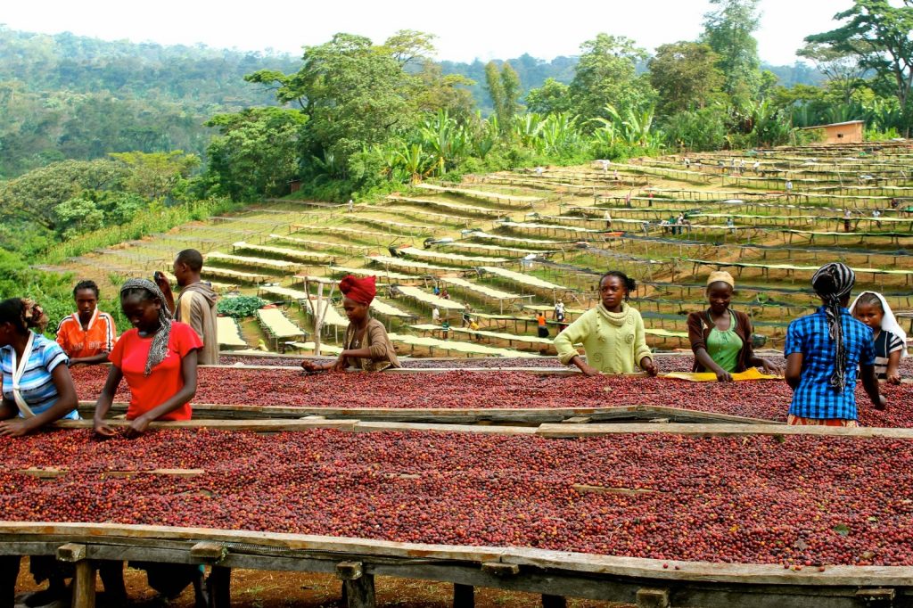 Nguồn gốc cà phê Ethiopia và câu chuyện Kaldi