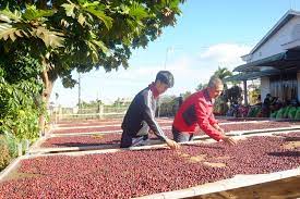 Công đoạn phơi cà phê sau thu hoạch