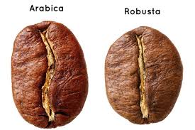 So sánh hình dạng hạt cà phê Arabica và Robusta