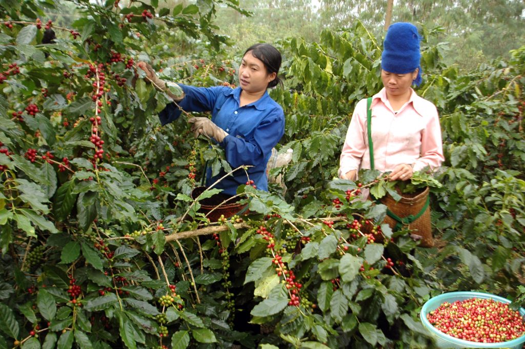 Canh tác cà phê hữu cơ hướng tới bền vững