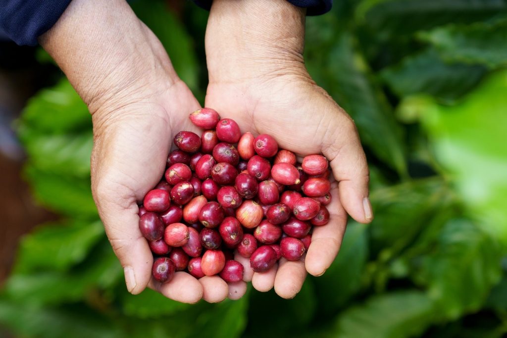 Hạt cà phê hữu cơ tự nhiên không hóa chất